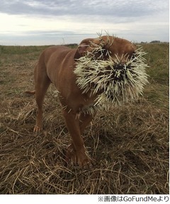 わんこに無数の&ldquo;針&rdquo;が刺さる、ヤマアラシの襲撃受け痛々しい姿に。