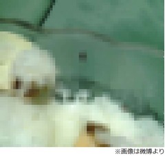 スムージー混入の虫は&ldquo;種&rdquo;？ 店側は「見間違え」主張で徹底抗戦。