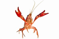 &ldquo;ザリガニに殺された&rdquo;に震撼、食べようと洗浄中にハサミで切られ&hellip;&hellip;。