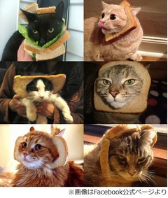 新たな魅力？&ldquo;食パン猫&rdquo;人気、顔に食パンはめた猫写真の投稿続々。