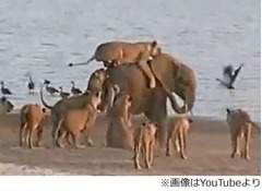 ライオン14頭に襲われた子ゾウ、絶体絶命の危機を捉えた動画が話題に。
