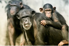 英国で&ldquo;チンパンジー肉&rdquo;が流通、闇取引の現実に政府関係者など衝撃。