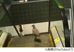 エスカレーターで歩き続ける鳥、&ldquo;上り&rdquo;を下ろうとひたすらてくてく。