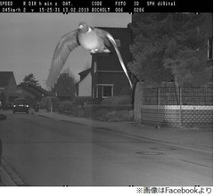 &ldquo;スピード違反のハト&rdquo;に罰金