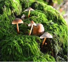 森のキノコたち、&ldquo;おしゃべり&rdquo;してる可能性