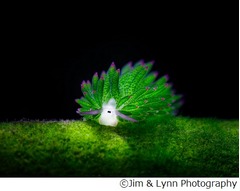 海に棲む&ldquo;葉っぱのヒツジ&rdquo;、ヒツジのようなウシのような見た目が話題。