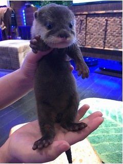 コツメカワウソ&ldquo;ちぃたん☆&rdquo;が観光大使に