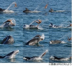 イルカもタコを&ldquo;叩いて&rdquo;食べる