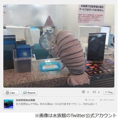 グソクムシ巨大ぬいぐるみ即完、発売日の水族館開館から3時間で。