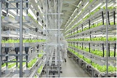 富士通が新商品「レタス」発売、やさい工場で栽培の低カリウムレタス。