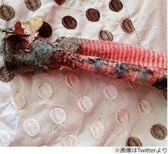 「家に危険なトカゲが！」駆けつけると&hellip;