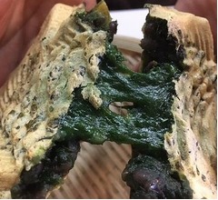 「ほぼ草！」限界までよもぎ混ぜ込んだたいやき