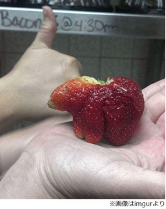 クマみたいなイチゴが話題に、ストロベリーならぬストロ&ldquo;ベアー&rdquo;。