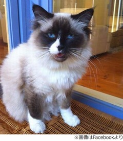 家の値段をつり上げたニャンコ、「猫ごと欲しい」と1,300万円上乗せ。