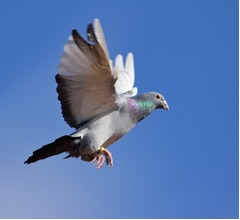 &ldquo;鳩レース&rdquo;で1万羽が行方不明に、帰巣本能失う