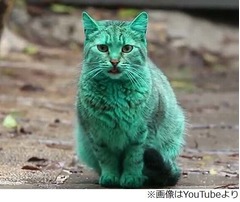 鮮やかなグリーンのにゃんこ、不自然すぎるカラーに虐待疑う声も。