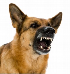 &ldquo;犬は2m以内規定&rdquo;愛犬家反発、傷害事件多発で中国の市が策定。