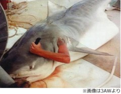 サメの体内から&ldquo;反撃&rdquo;する男、オーストラリアで撮られた1枚に賛否。