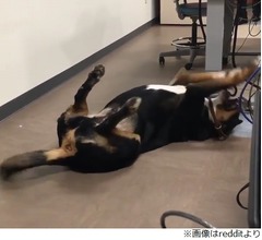 「教授が試験前に犬を連れてきた」その理由は&hellip;