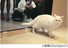 住宅ローンの顧客に猫お届け、ロシアの銀行が提供する理由とは。