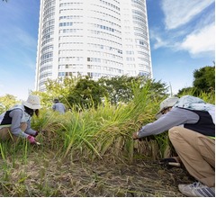 六本木ヒルズ、屋上庭園の水田で&ldquo;稲刈り&rdquo;