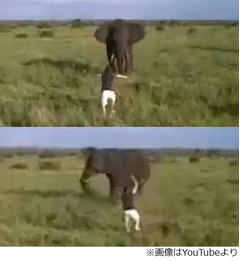 野生の象を威嚇する男に非難、動画が注目され職場が問題視&rarr;クビに。