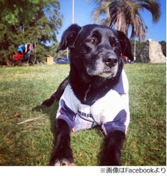 &ldquo;W杯への旅&rdquo;注目集まり奇跡、徒歩4人組に姿消した犬がお供していた。