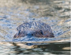 川でビーバーの猛襲受け大けが、カヤック転覆&rarr;水中に引きずり込まれる。