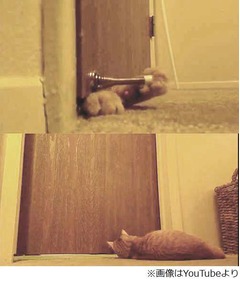 毎朝5時に&ldquo;猫目覚まし&rdquo;発動、寂しがり屋の猫が飼い主を起こす方法。