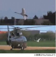 孤独な白鳥の切ない&ldquo;恋物語&rdquo;、最愛のヘリコプターに会うため空港へ。