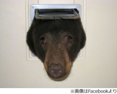 &ldquo;キョトン&rdquo;としたクマが話題、家に侵入しようと猫用のドアに頭。