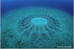 ミステリーサークルを作るフグ、日本初「2015年世界の新種トップ10」入り。