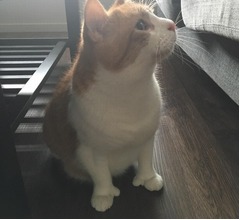 &ldquo;いいね&rdquo;にゃんこが大人気