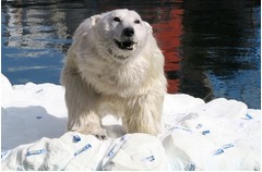 道頓堀川にシロクマが現れ騒然、流氷に乗って流れていく異様な光景。