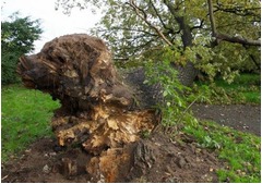 まるで&ldquo;犬の顔&rdquo;のような大木、激しい嵐がもたらした偶然の産物。