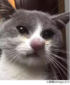 ハチとの戦いに負けたにゃんこ、赤く大きく膨らんだ鼻と表情が話題に。