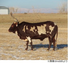 &ldquo;身体が透けている牛&rdquo;が話題に