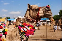 &ldquo;動物五輪&rdquo;ボルト参加なら？ 人類最速でも動物界ではラクダ並み。