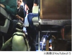 てくてく歩く&ldquo;機内ペンギン&rdquo;、旅客機の通路に現れた珍客に喜ぶ。