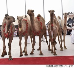 賞金総額62億円&ldquo;ラクダの美人コンテスト&rdquo;で不正
