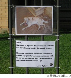 &ldquo;迷子犬からの手紙&rdquo;に反響、飼い主の愛情伝わる内容にコメント殺到。