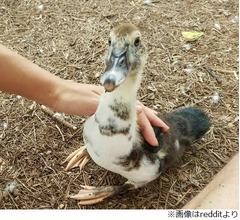 &ldquo;オオカミの顔&rdquo;持つアヒルが話題