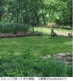 肉の匂いに誘われ失踪犬戻る、&ldquo;庭でバーベキュー作戦&rdquo;が大成功。