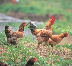 叶姉妹も虜にした幻の地鶏「鳥取地どりピヨ」