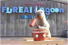 上手にお餅つきするセイウチ、トレーナーのかけ声に合わせ杵使いこなす。