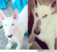ペットの犬にタトゥー入れ大炎上