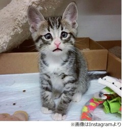 &ldquo;困り顔のにゃんこ&rdquo;が人気に「母性本能刺激」「なやましい表情」。