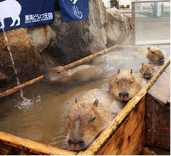カピバラの長風呂対決、4つの動物園対抗戦