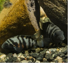 好きな相手と別れたら&hellip;&hellip;魚も&ldquo;悲観的&rdquo;に