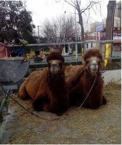 生きたラクダの解体販売に物議、頭部は約9,700円＆こぶは約2,300円。